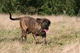 FILA BRASILEIRO 133